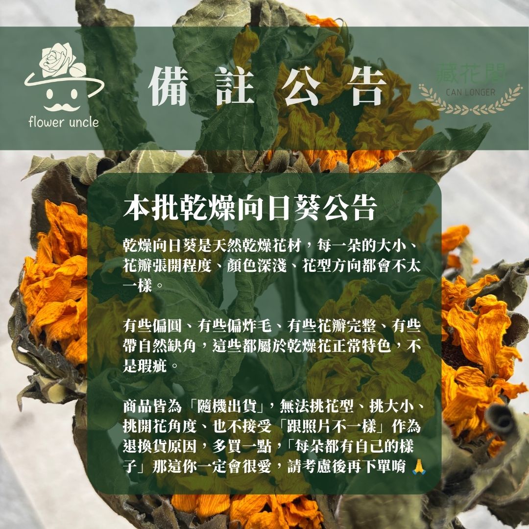 DF018 乾燥向日葵｜限量售完不補｜單頭販售 畢業花束材料 乾燥花 永生花 畢業向日葵 復古花材 乾燥花材主花 太陽花