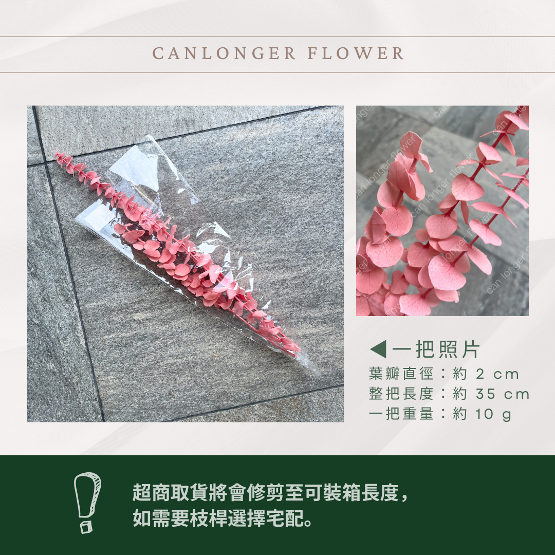 PL001S 寶貝尤加利經濟包｜不凋寶貝尤加利葉 小圓葉 永生花 染色尤加利 錢銅草 攝影道具 新娘捧花 乾燥花批發 捧花
