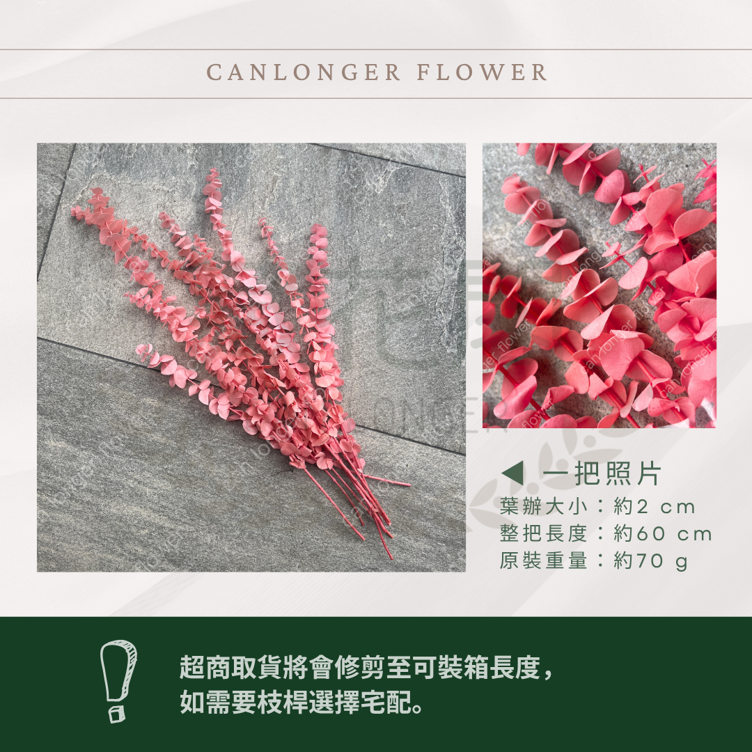 PL001 原裝寶貝尤加利｜不凋寶貝尤加利葉 小圓葉 永生花 染色尤加利 錢銅草 攝影道具 新娘捧花 乾燥花批發 捧花