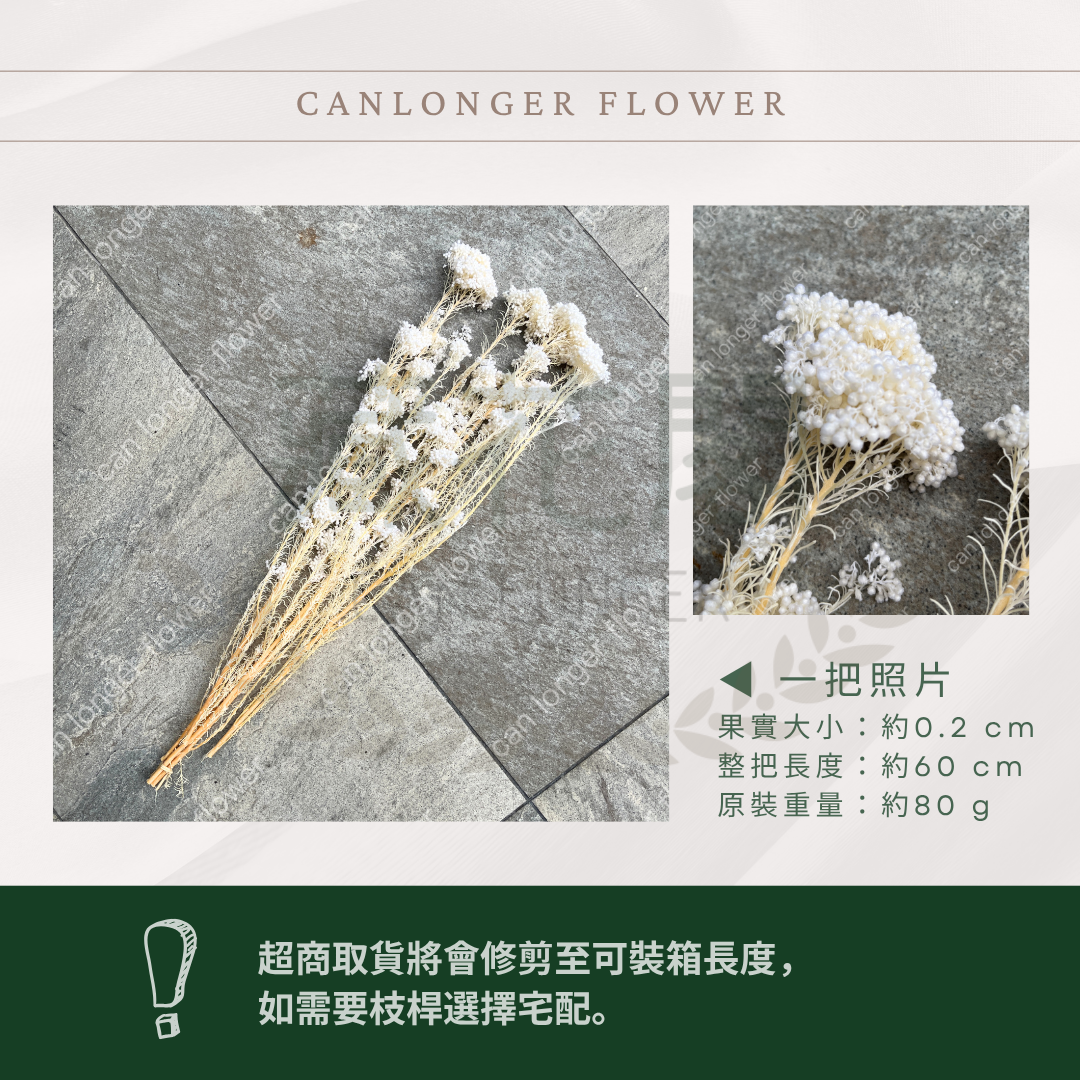 PA004 原裝米香｜永生水稻花 不凋小米花 花束配材 乾燥花 桌花 花盅 插花 花藝師 CP質教學材料 永生花居家佈置