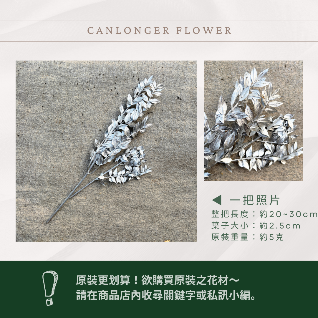 PL008S 永生富貴葉經濟包｜共五色！永生葉材 發財葉 批發價 乾燥花 永生花 熊貓竹 花藝材料 不凋花 小份量材料包