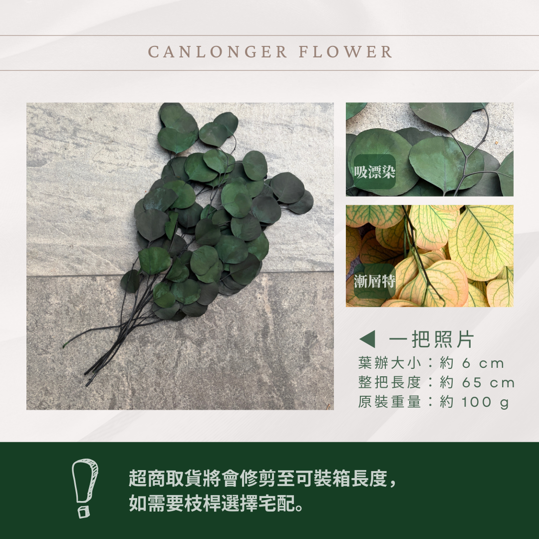 PL003 原裝蘋果葉尤加利｜超級回饋！9+3獨家漸層色！永生尤加利葉 尤加利葉 永生花 乾燥花 花材出清 裝飾擺件