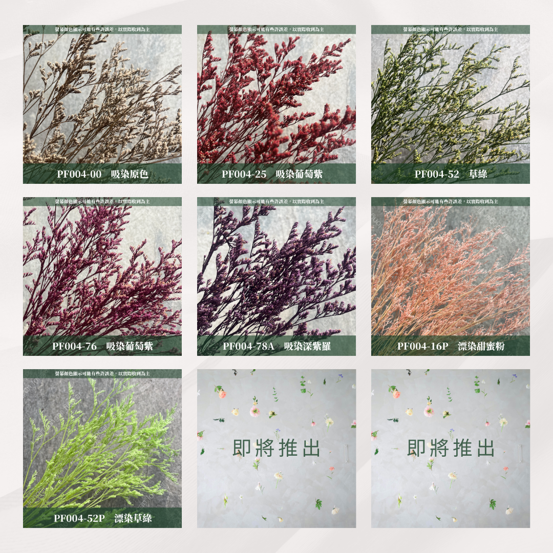 PF004S 卡斯比亞/情人草 10克 永生花 吸色/漂色 小份量