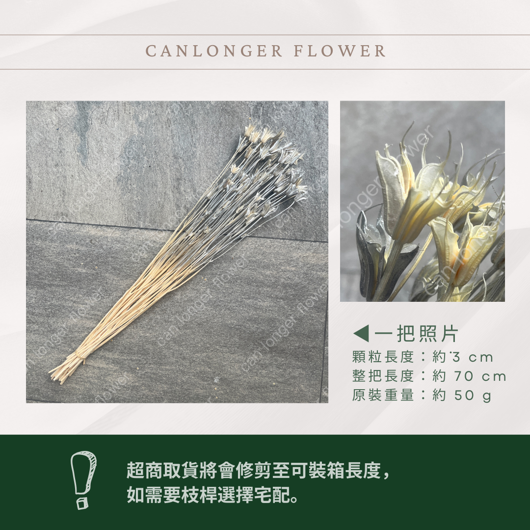 DA021 原裝木百合｜乾燥小百合 八角花 乾燥花材 花束 裝飾 DIY插花 浮游花 蠟燭材料 手作拍照道具 台灣現貨