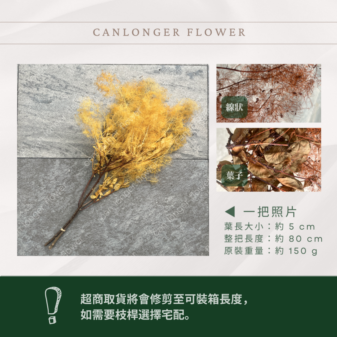 PA058 黃櫨 煙霧樹 夢幻草 黃櫨花 煙樹 霧花 霧中情人 永生 原裝/小份