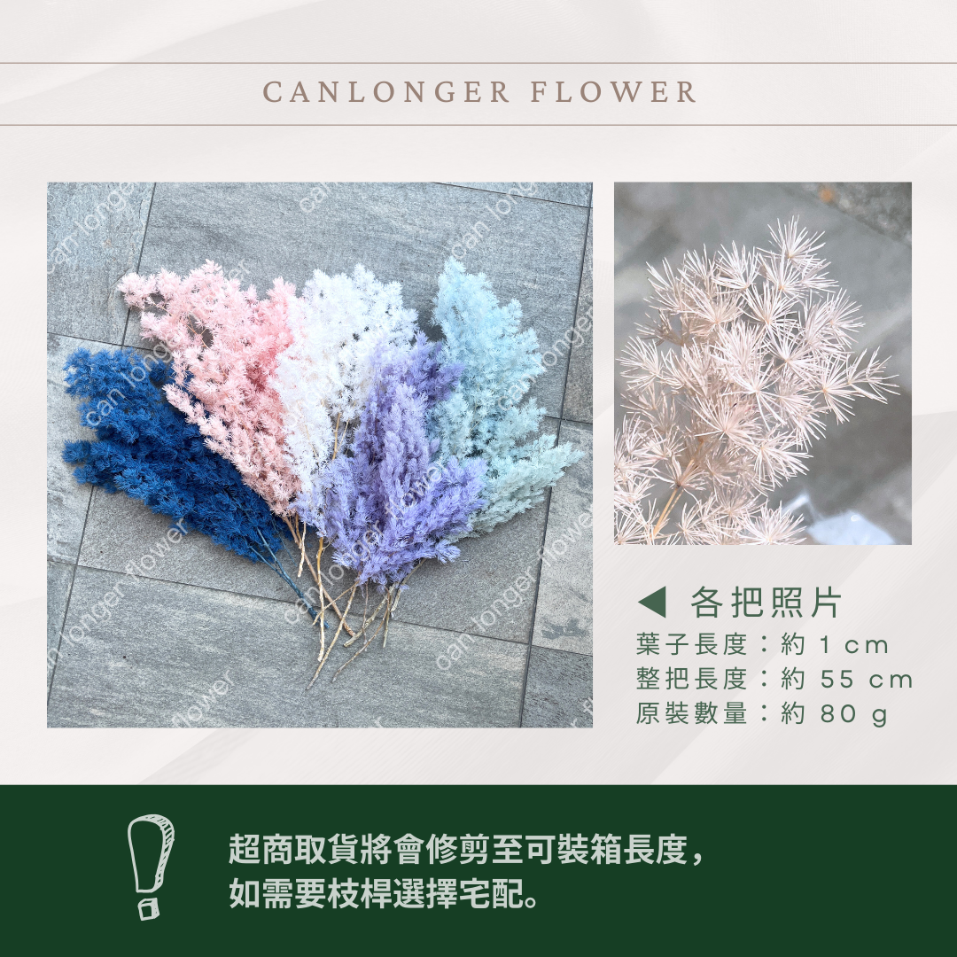 PF006 原裝蓬萊松｜ 永生蓬莱松 不凋蓬萊松 進口蓬萊松 萬壽松 A級永生蓬萊松 松樹 手作花材 花藝設計 台灣現貨 不凋花 永生花 聖誕鬆 聖誕花圈材料 聖誕樹材料 浮游花材料包 壽松 材料包