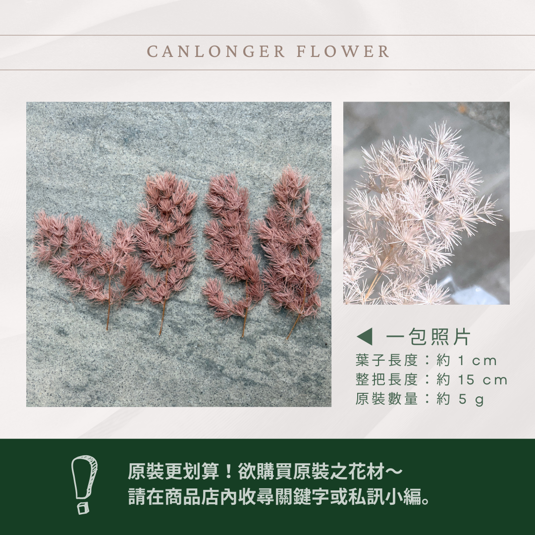 PF006S 經濟包蓬萊松｜永生蓬莱松 不凋蓬萊松 進口蓬萊松 萬壽松 A級永生蓬萊松 松樹 手作花材 花藝設計 台灣現貨 不凋花 永生花 聖誕鬆 聖誕花圈材料 聖誕樹材料 浮游花材料包 壽松 材料包