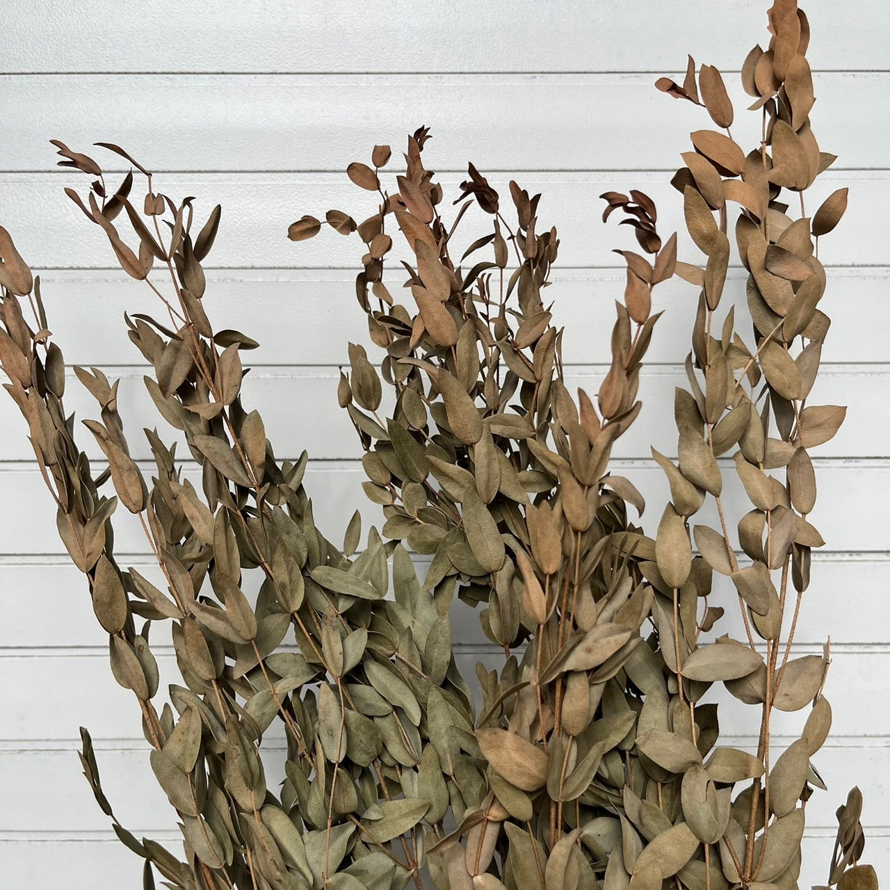 ✿ 台灣現貨 ✿ PL004 DL004 細葉尤加利