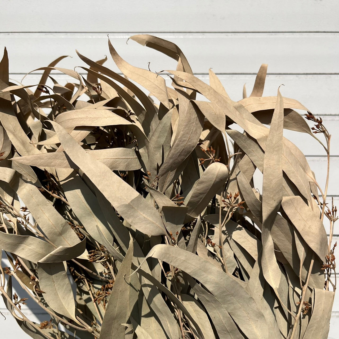 ✿ 台灣現貨 ✿ PL006 DL006 小米果葉 小米果尤加利