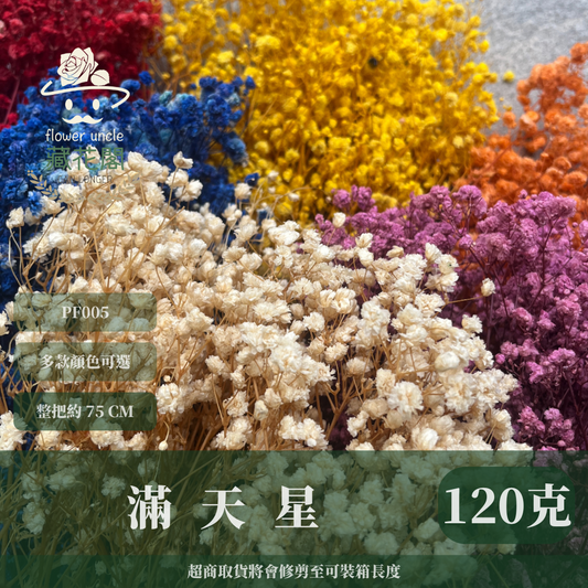 pf001 滿天星 台灣現貨