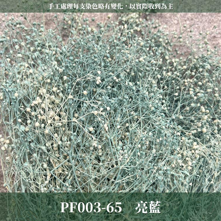 Pf003 迷你滿天星 小滿天星