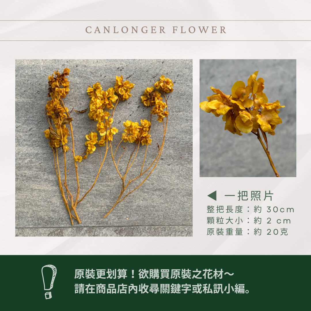 PA033S 永生蝴蝶花經濟包｜迎客豆 永生迎客豆 迎客豆花 新年花材 年宵花 盆花 永生花 不凋乾燥花 花材特價 花藝