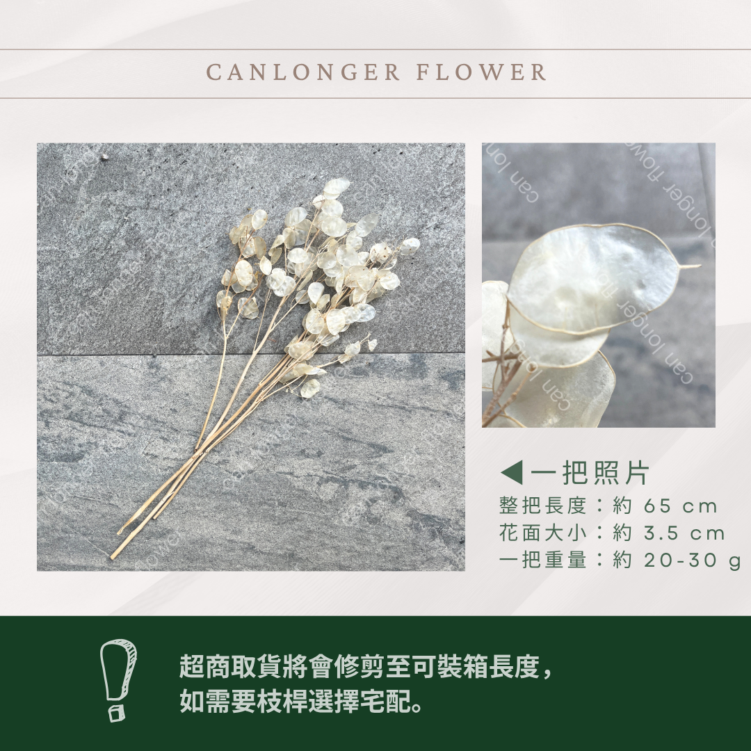 PL009 銀幣葉 原裝 銀貝葉 銀扇草 金錢花 台灣現貨