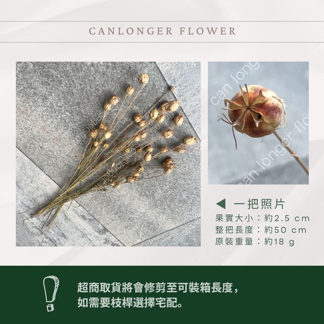 DA020 黑種草 約18克 乾燥 原裝 台灣現貨