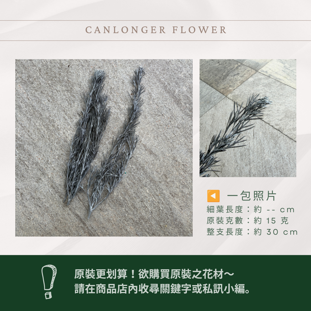 PL017S 銀樺經濟包｜不凋銀樺葉 永生花葉材 乾燥花 花藝配材 diy材料包 花藝批發 拍照道具 店面佈置 桌花材料