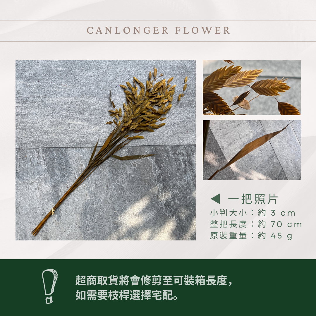 PA013 原裝小判草 小盼草 大凌風草 永生