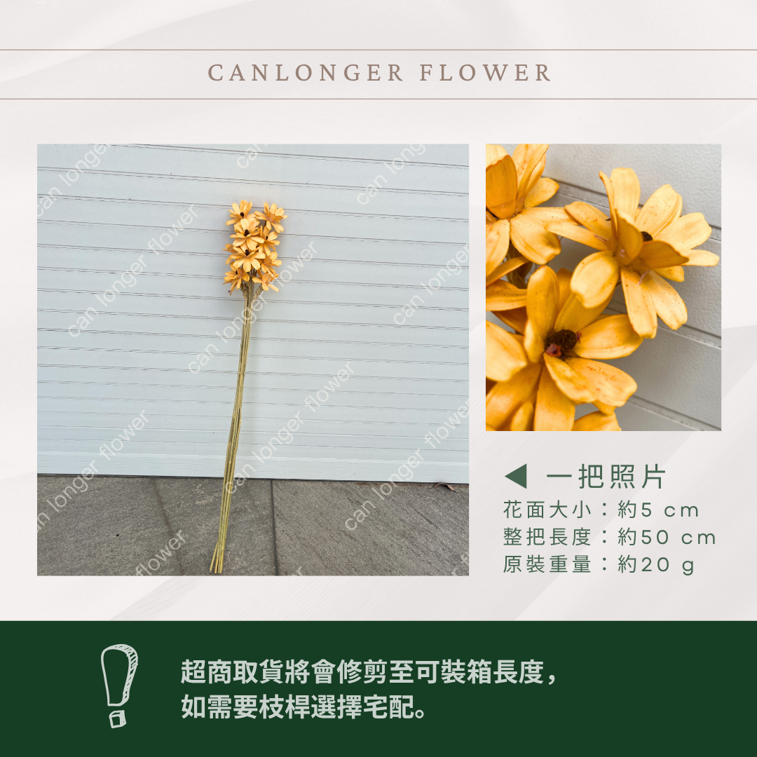 SH52 原裝小雛菊瓜子花｜此區已售完，請私訊或主頁"小雛菊瓜子花"