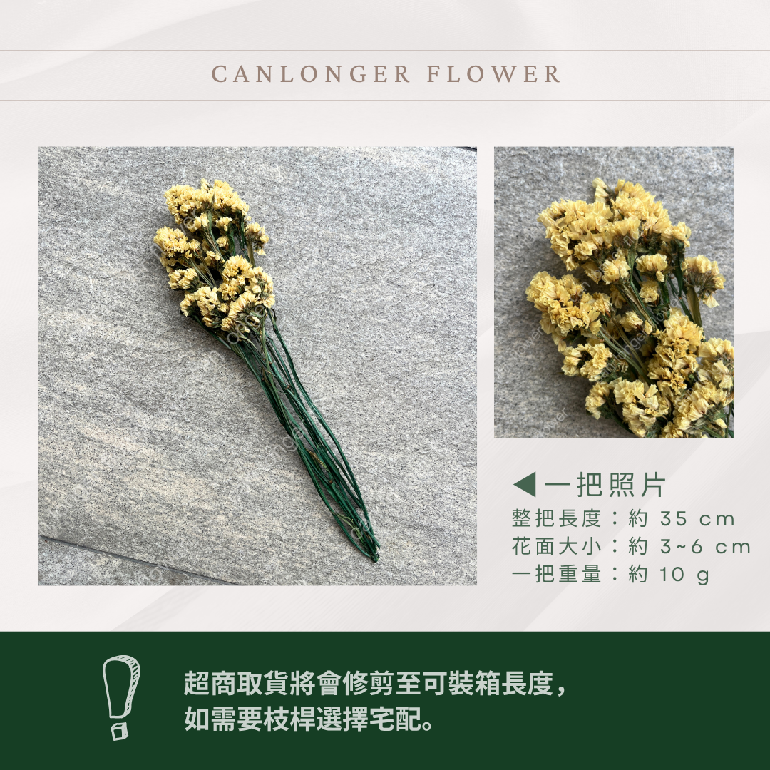 PF007S 星辰花經濟包｜勿忘我 不凋花 永生花材 花藝材料 婚禮花束 DIY捧花 拍照道具 手作素材 鄉村風擺飾