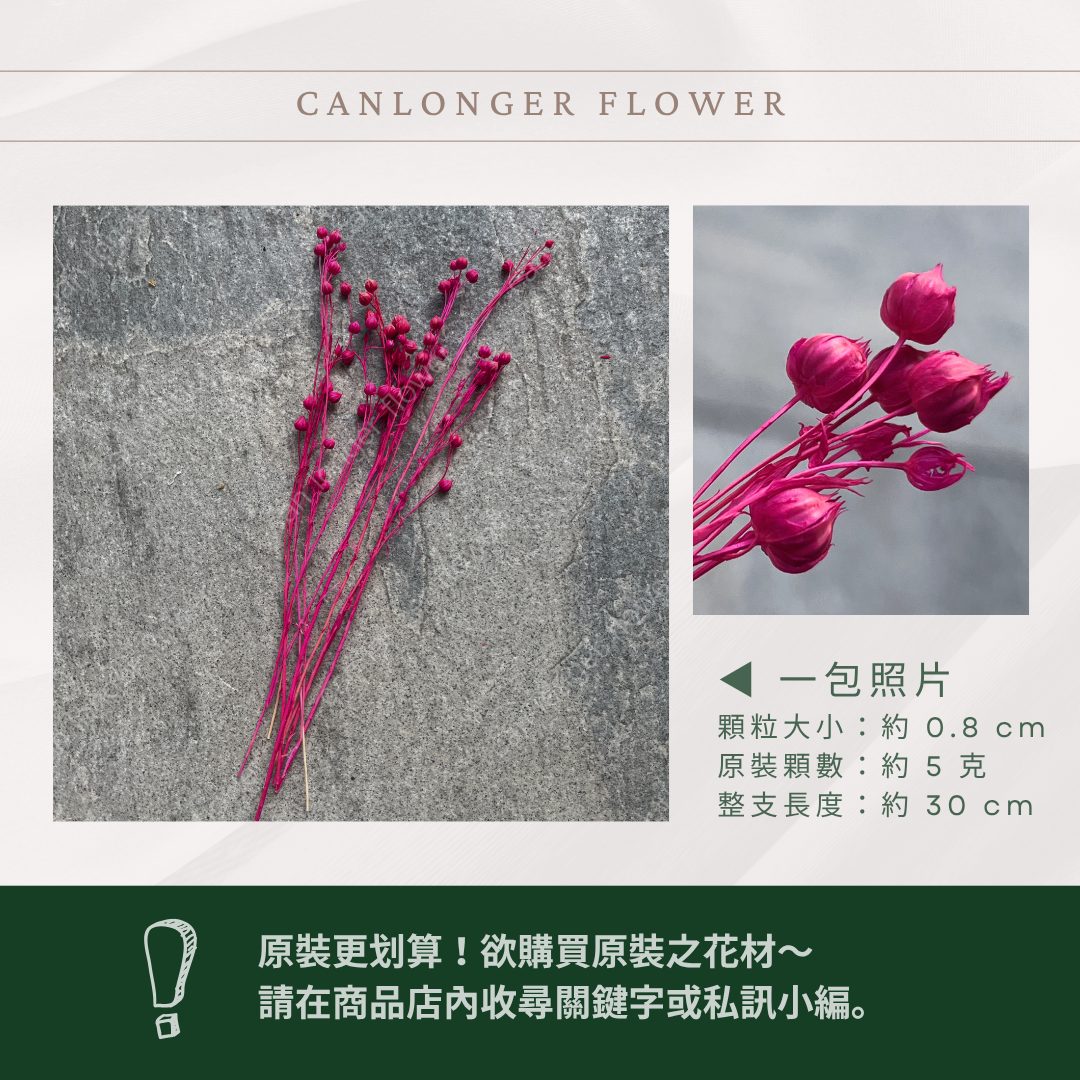 DA015S PA015S 臨花經濟包｜乾燥臨花 永生花 配花花材 永生花 乾燥花 不凋花 亞麻果實 亞麻籽 永生相思豆