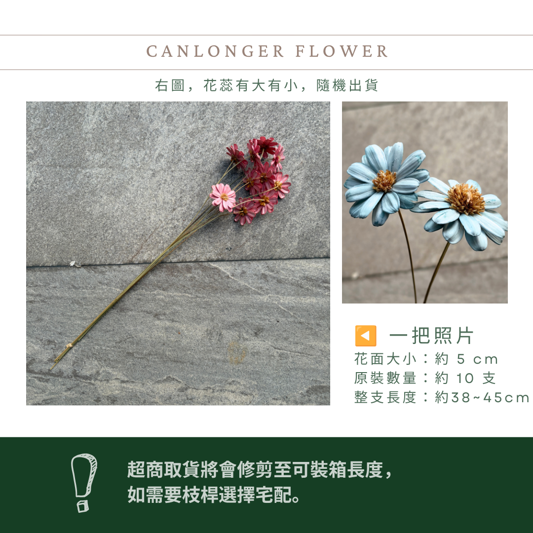 SH58 原裝瑪格麗特瓜子花｜花藝必買｜乾燥主花 蓬蒿菊 瑪格莉特 乾燥花材 乾燥花 小雛菊 手工花 不凋花 花束材料