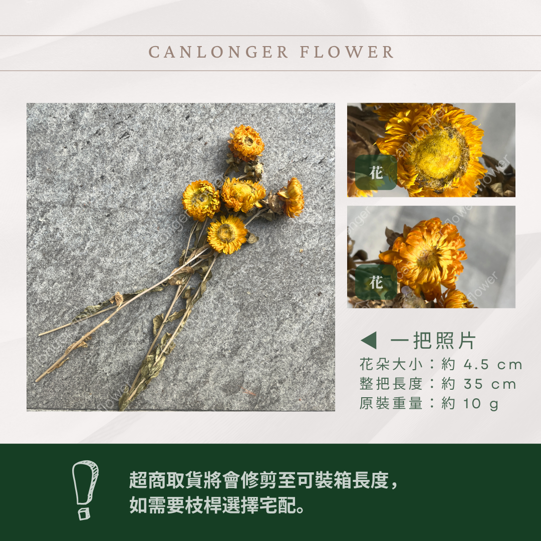 DA037S麥桿菊 小份量 台灣現貨