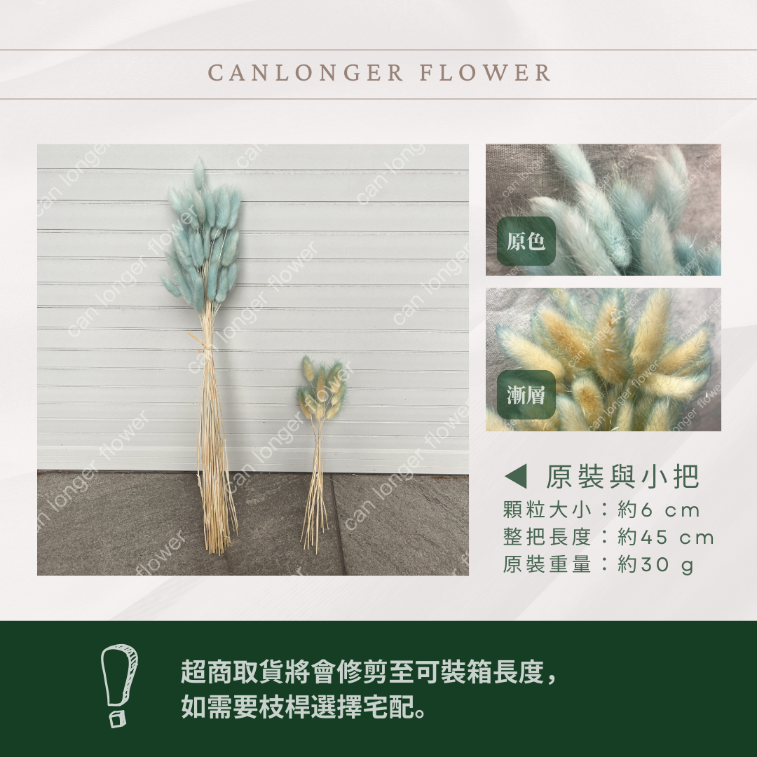 DA001 原裝兔尾草｜彩色兔尾草 乾燥永生花 花束花材 莫蘭迪色 插花DIY 拍照道具 乾燥兔尾草 乾燥花