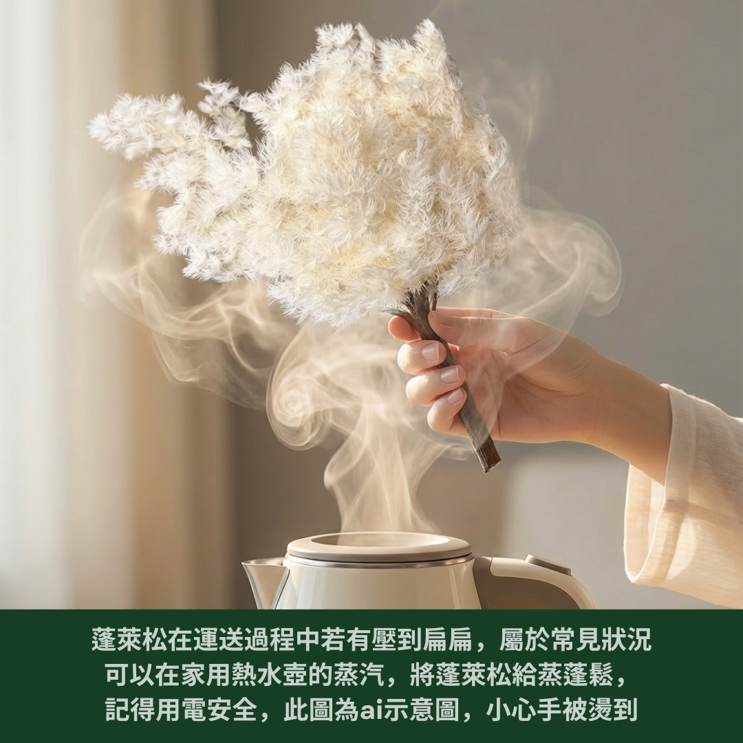 PF006 原裝蓬萊松｜ 永生蓬莱松 不凋蓬萊松 進口蓬萊松 萬壽松 A級永生蓬萊松 松樹 手作花材 花藝設計 台灣現貨 不凋花 永生花 聖誕鬆 聖誕花圈材料 聖誕樹材料 浮游花材料包 壽松 材料包