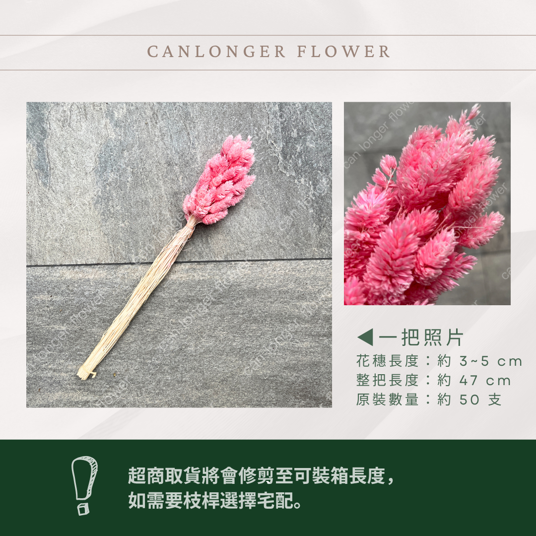 DA002 加那利 台灣現貨