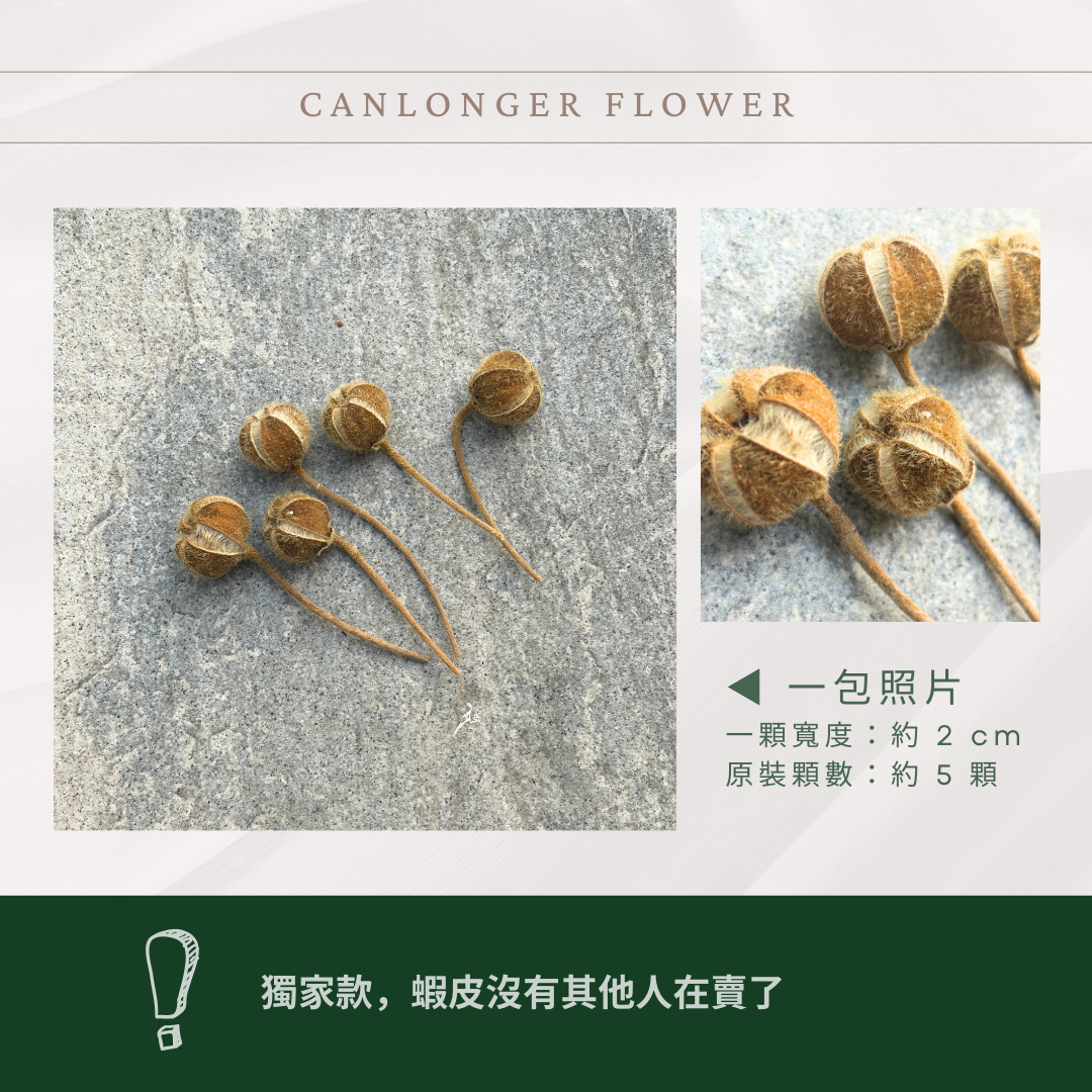 DS015 木芙蓉｜獨家花材！稀有乾燥花 乾燥花特別款 植物果實 拍照道具 花藝材料包 浮游花 浮油花 乾花 乾燥果實
