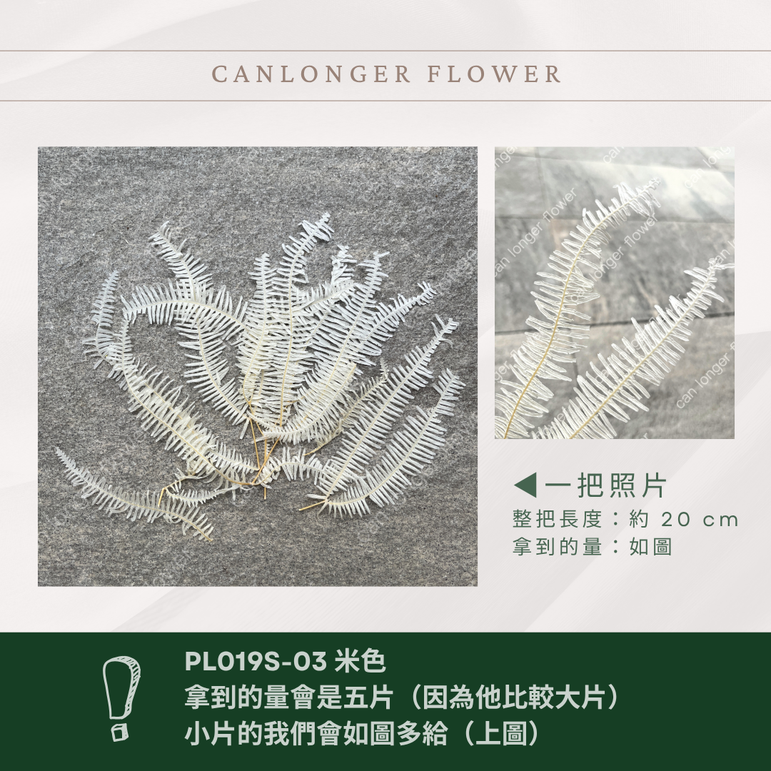 DL019s/PL019s 芒萁 小份量 蕨葉 姬蕨葉 碗蕨 高山羊齒  台灣現貨