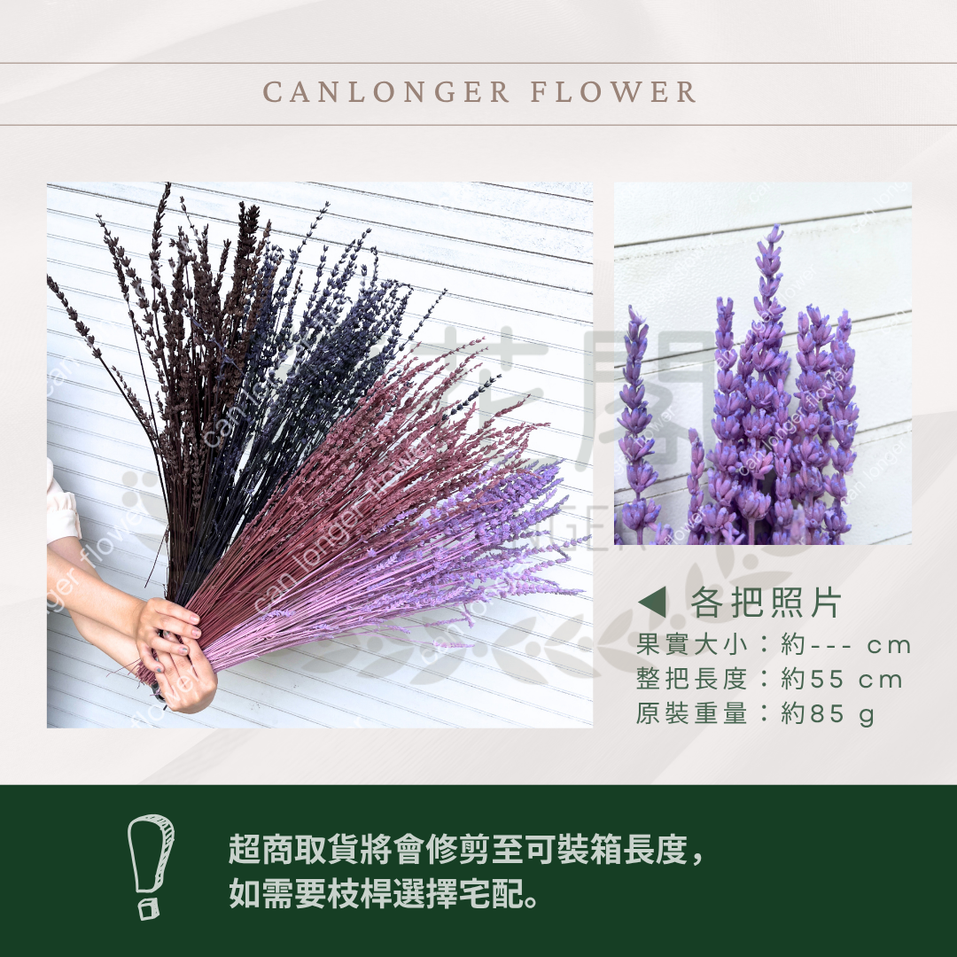 PA056 原裝薰衣草｜長梗永生薰衣草 染色薰衣草 有香味 香草植物 乾燥花 永生花 乾燥花花束 拍照道具背景 店內裝飾