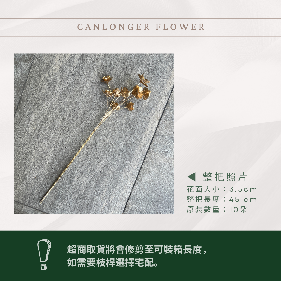 SH56 原裝手工銀連花｜9種顏色！A級乾燥花材料包 手工花主花 永生花 不凋花瓜子花花材 花束花材 花藝師必買