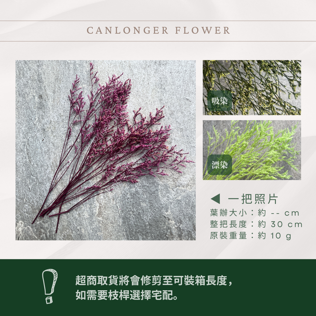 PF004S 卡斯比亞/情人草 10克 永生花 吸色/漂色 小份量