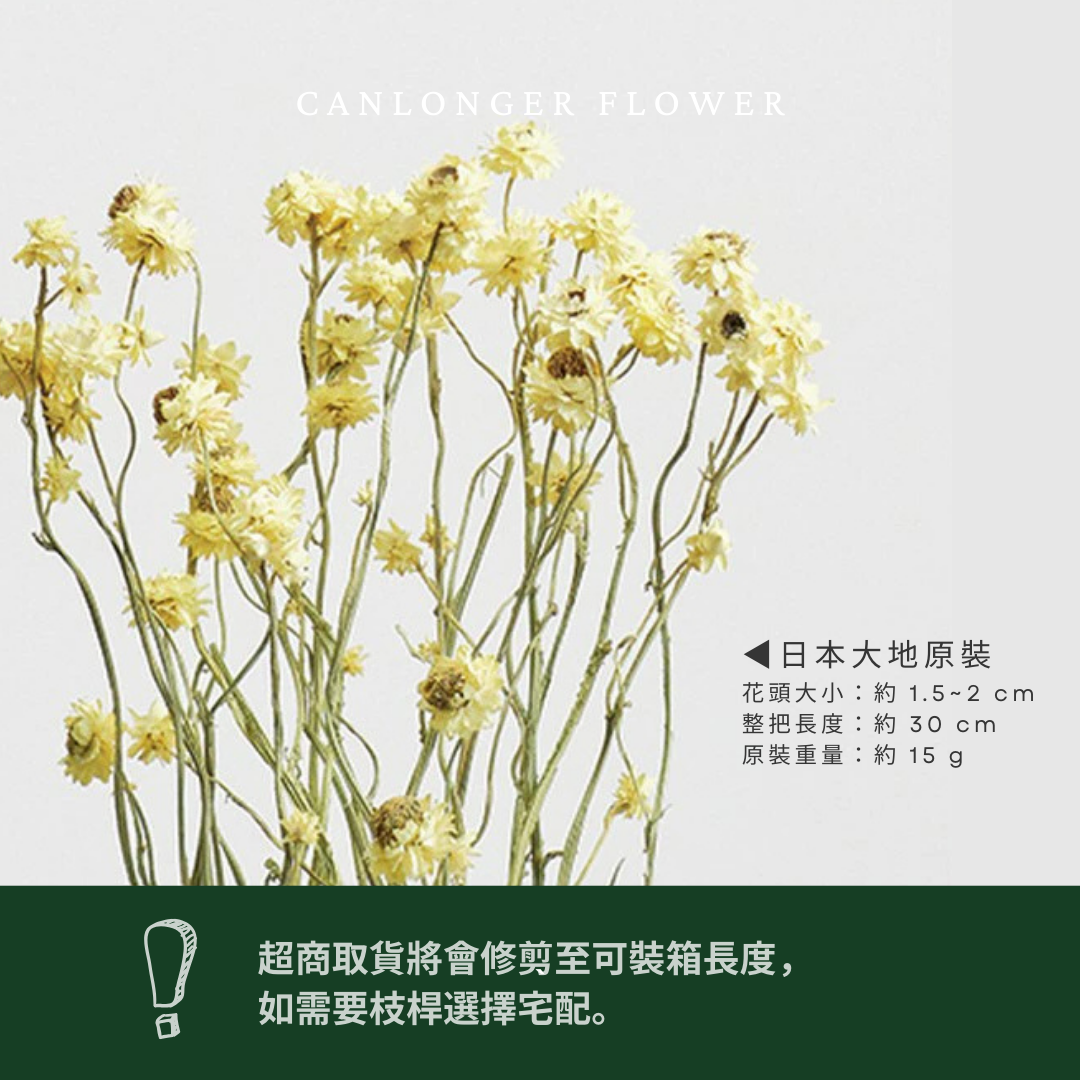 10303 銀苞菊 乾燥銀苞菊 日本大地農園 日本銀苞菊 進口花材 日本乾燥花 日本花材 アンモビューム