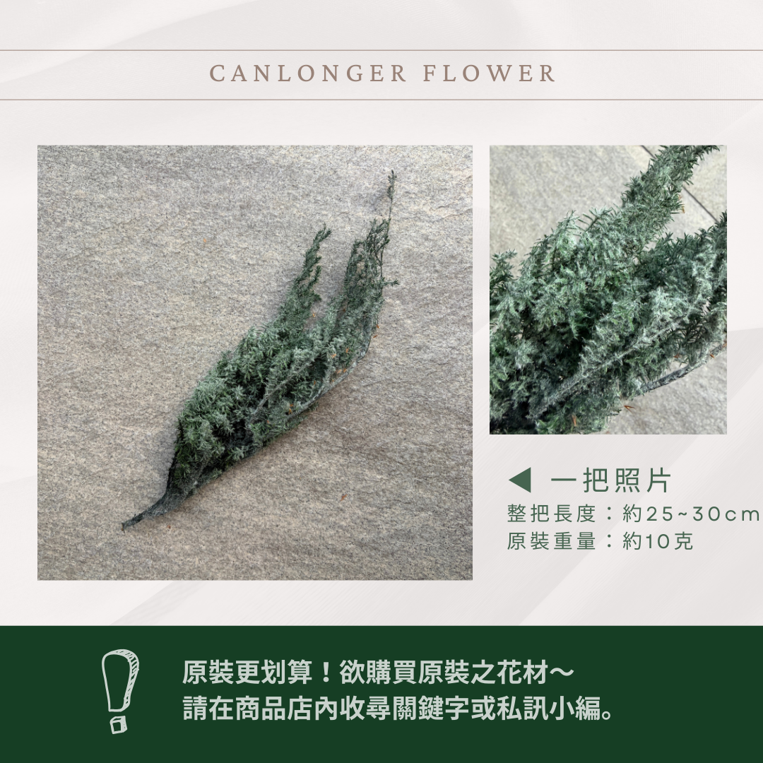 01321-706S 絨毛綠雪松經濟包｜日本大地農園永生雪松 進口不凋雪松 手作聖誕花圈 聖誕樹diy花材 ヒムロスギ