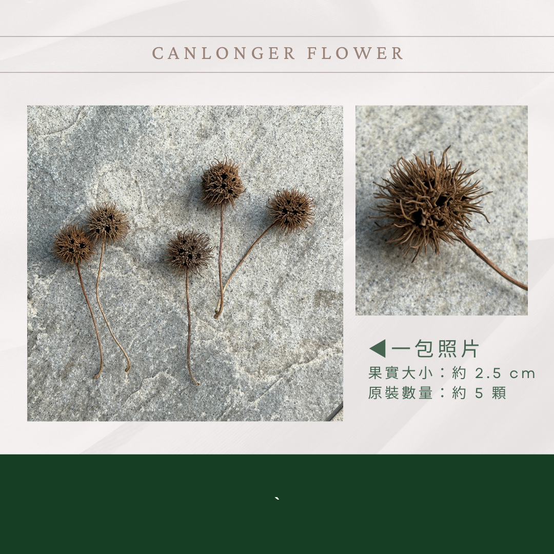 DS016 楓香果實｜天然楓香果實 台灣果實森林果 秋冬手作DIY素材 乾躁花材 花圈材料 裝飾道具 復古道具 拍照道具