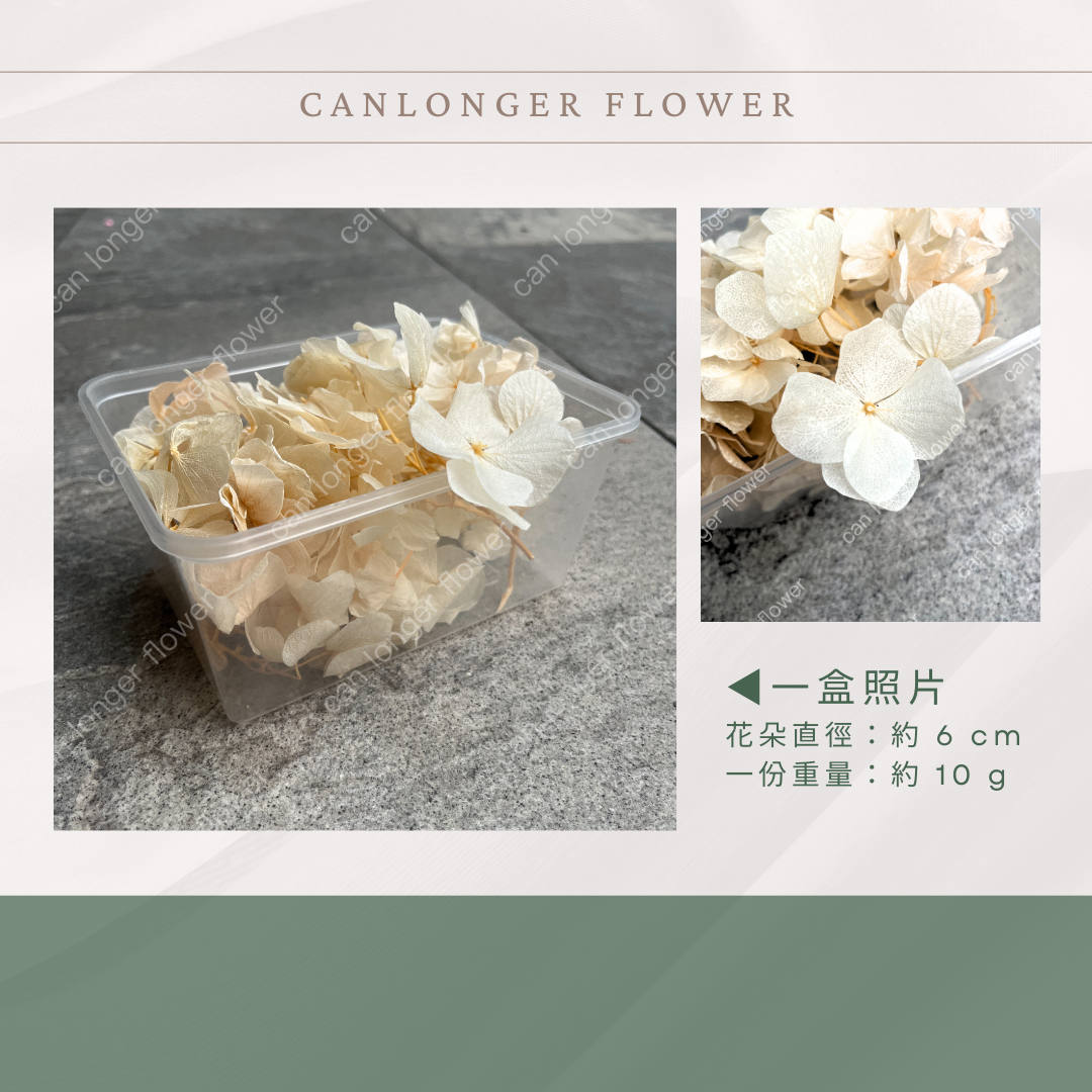 PF005B-S 大葉繡球(10克) 盒裝 紫陽花 夢幻漸變繡球 台灣現貨
