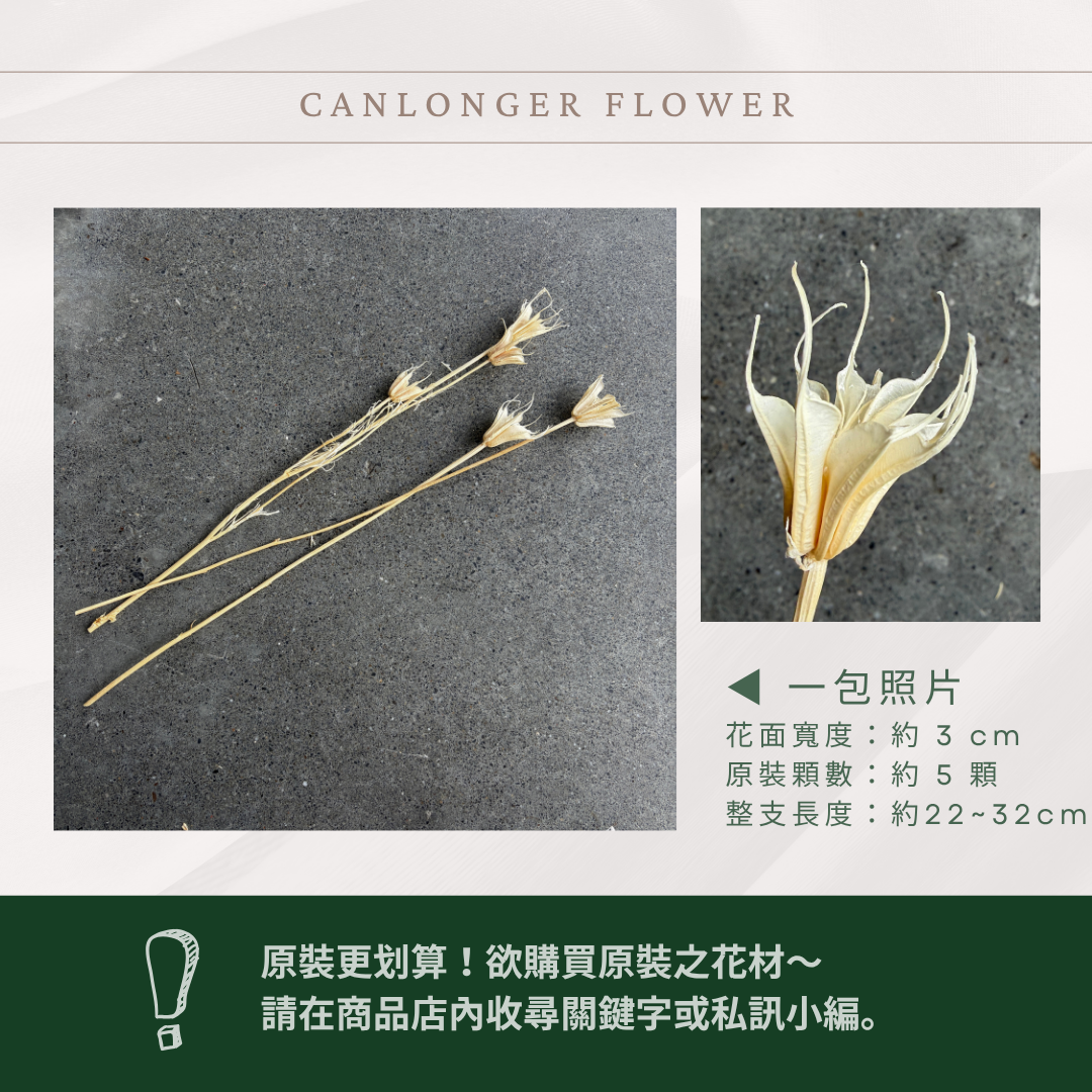 DA021S 象牙白木百合經濟包｜乾燥小百合 八角花 乾燥花材 花束 裝飾 DIY插花 浮游花 蠟燭材料 手作拍照道具