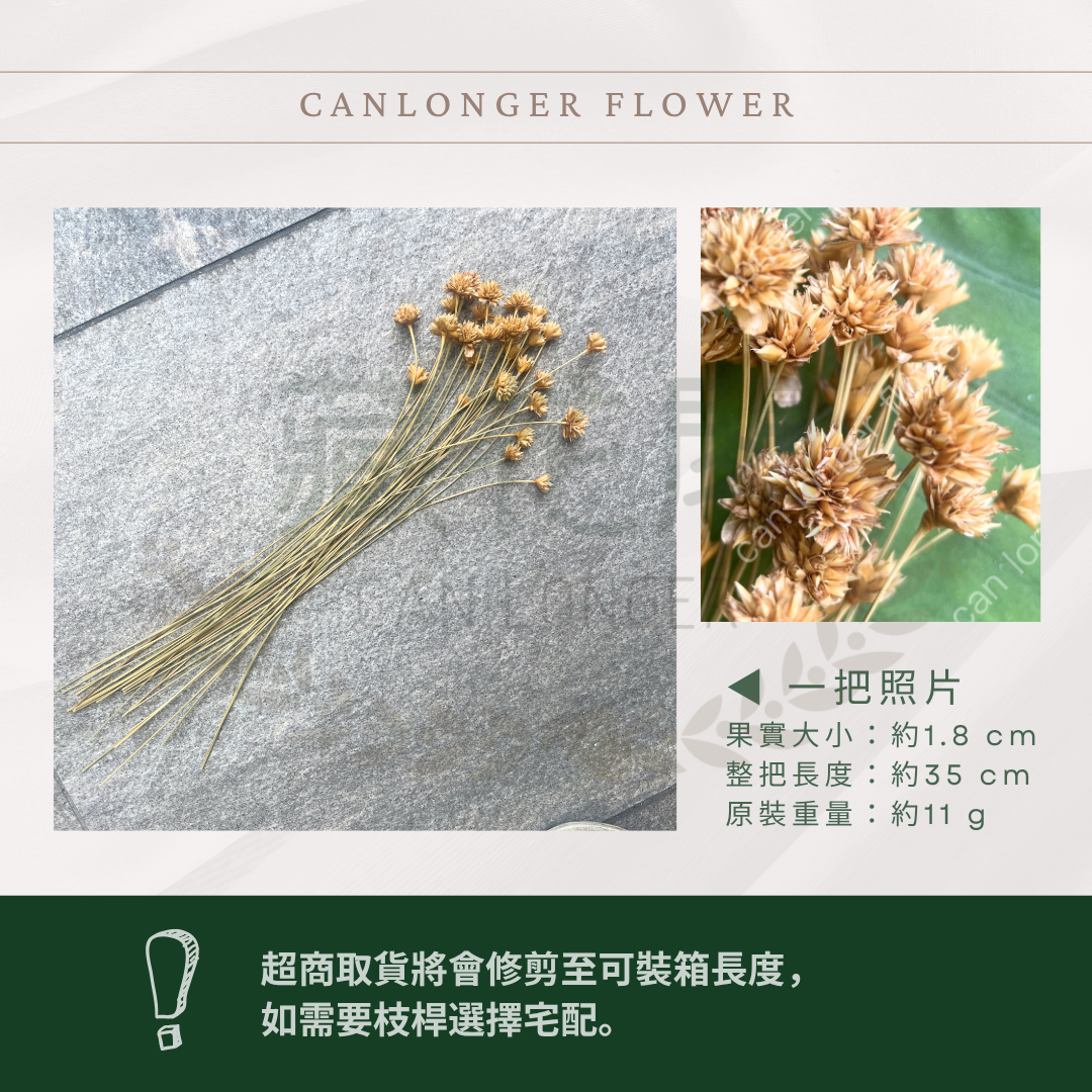 DA055 小山花 矢車菊 台灣現貨