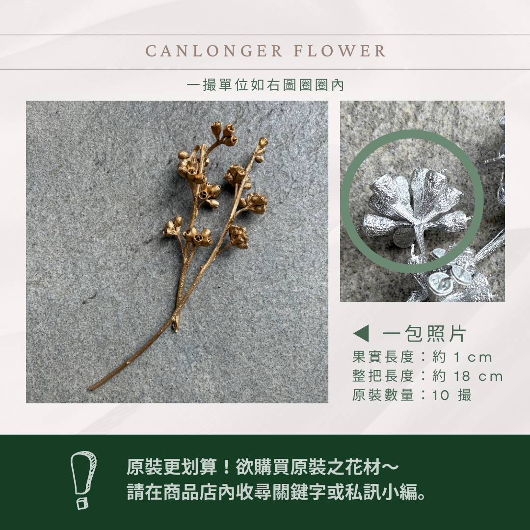 DS004BS 尤加利殭屍果經濟包｜尤加利桉樹果 琥珀果 乾燥果實 手工花材 聖誕節花圈 聖誕花藝 原色金色銀色果實