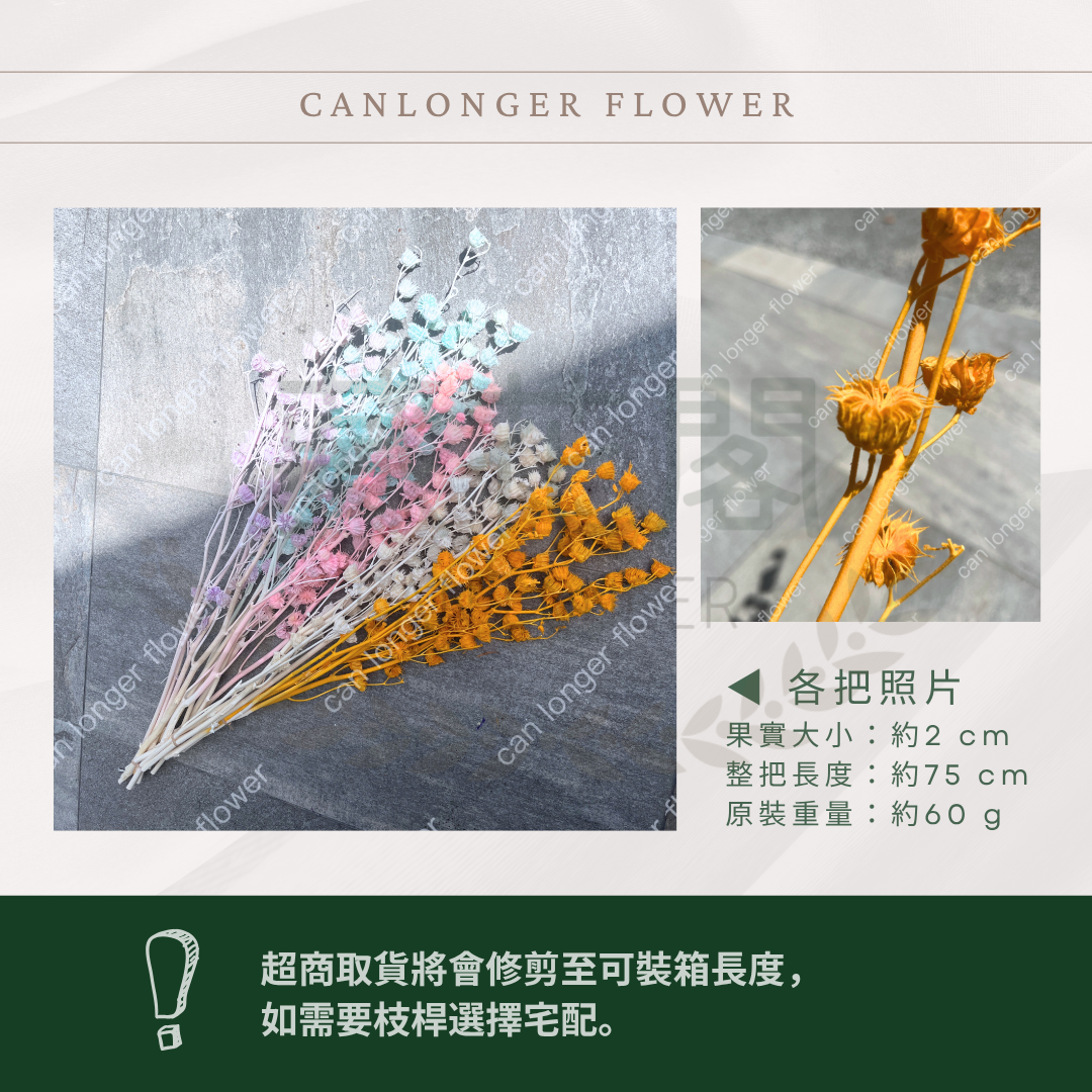 ✿ 台灣現貨 ✿  PA062 年輪果