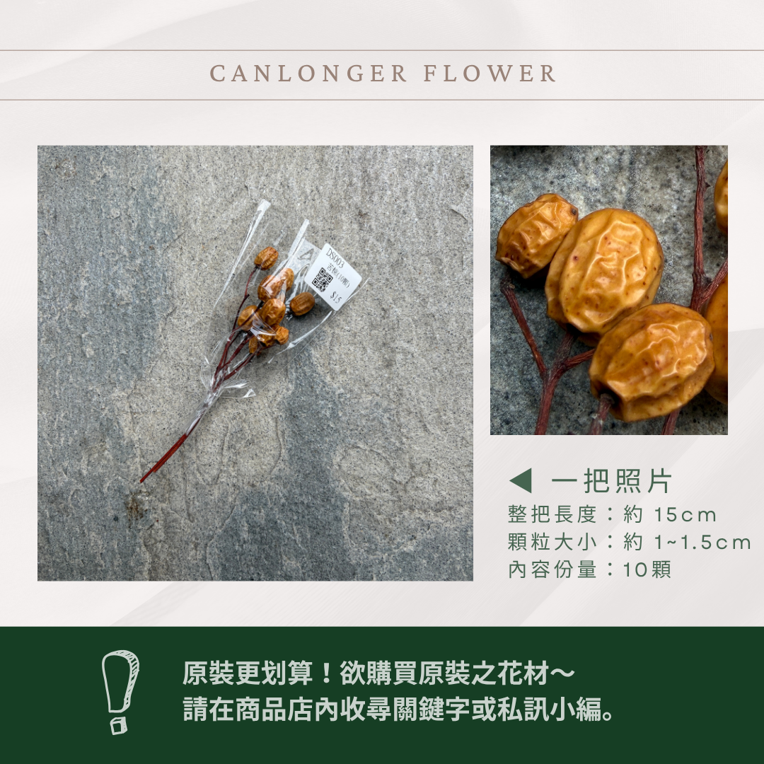 DS003 苦楝經濟包｜10顆｜花藝果實設計 台灣花材 永生果實 乾燥果實 畢業季花材 日系插花 拍照道具 咖啡廳裝飾