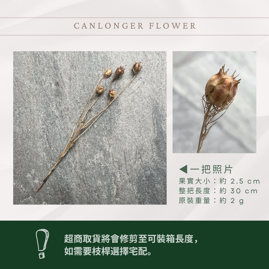 DA020s 黑種草 乾燥 小包（5頭） 台灣現貨