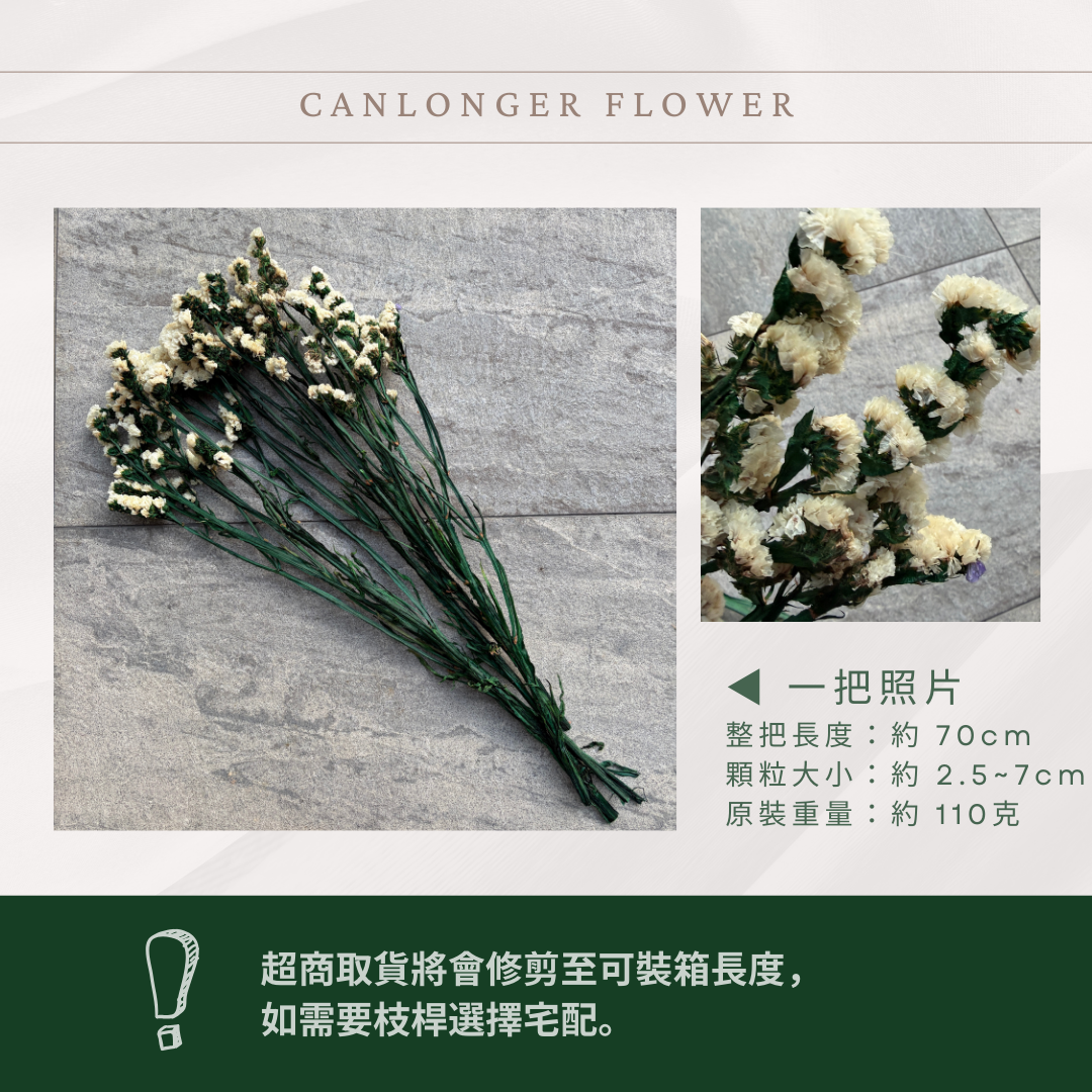 PF007 原裝永生星辰花｜勿忘我 不凋花 永生花材 花藝材料 婚禮花束 DIY捧花 拍照道具 手作素材 鄉村風擺飾
