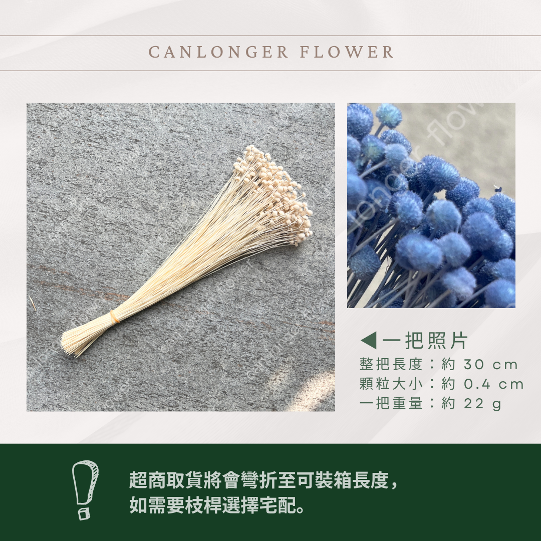 30150 迷你鈕扣菊 ピンキーボタン 菊花  迷你菊 日本大地農園 原裝 日本進口 台灣現貨