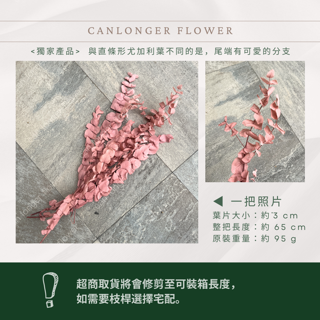 PL002 原裝大軟葉尤加利｜花藝獨家！特殊漸層尤加利 花材 葉材 永生花 乾燥花 不凋花花藝師用料 拍照道具花材