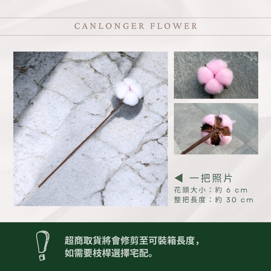 SH00s 棉花單支｜12+6種顏色 特殊五辦棉花特殊款 白色棉花 天然棉花 乾燥花 花藝 多色棉花 棉花 手工花 裝飾