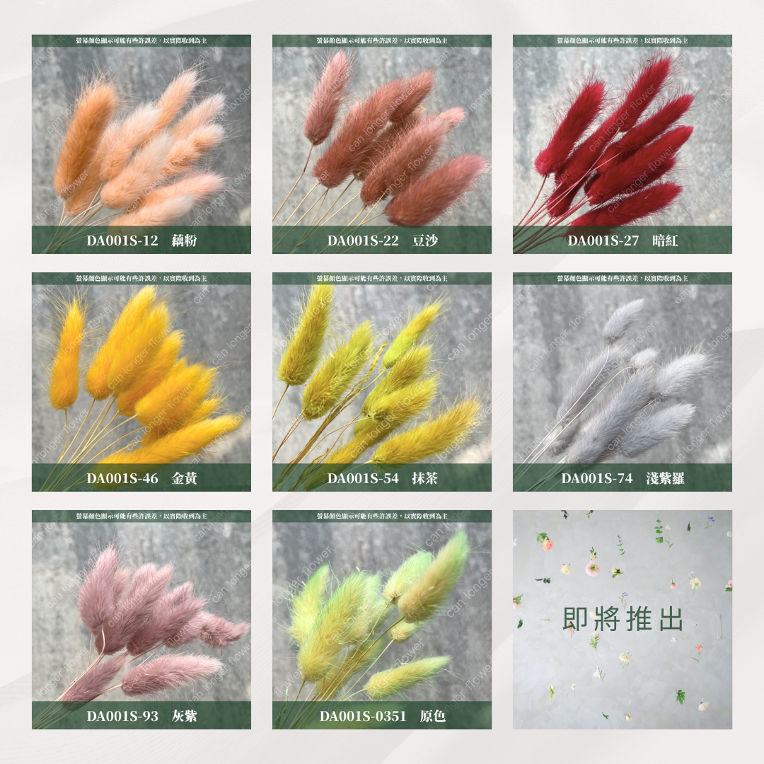 DA001S 兔尾草 10支 小份量 台灣現貨