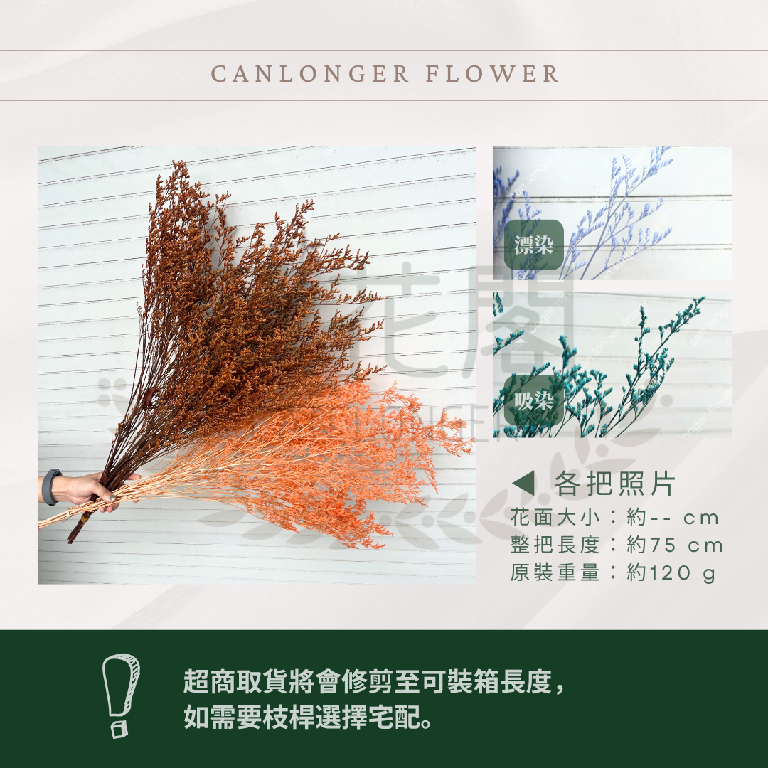 PF004 原裝卡斯比亞｜情人草