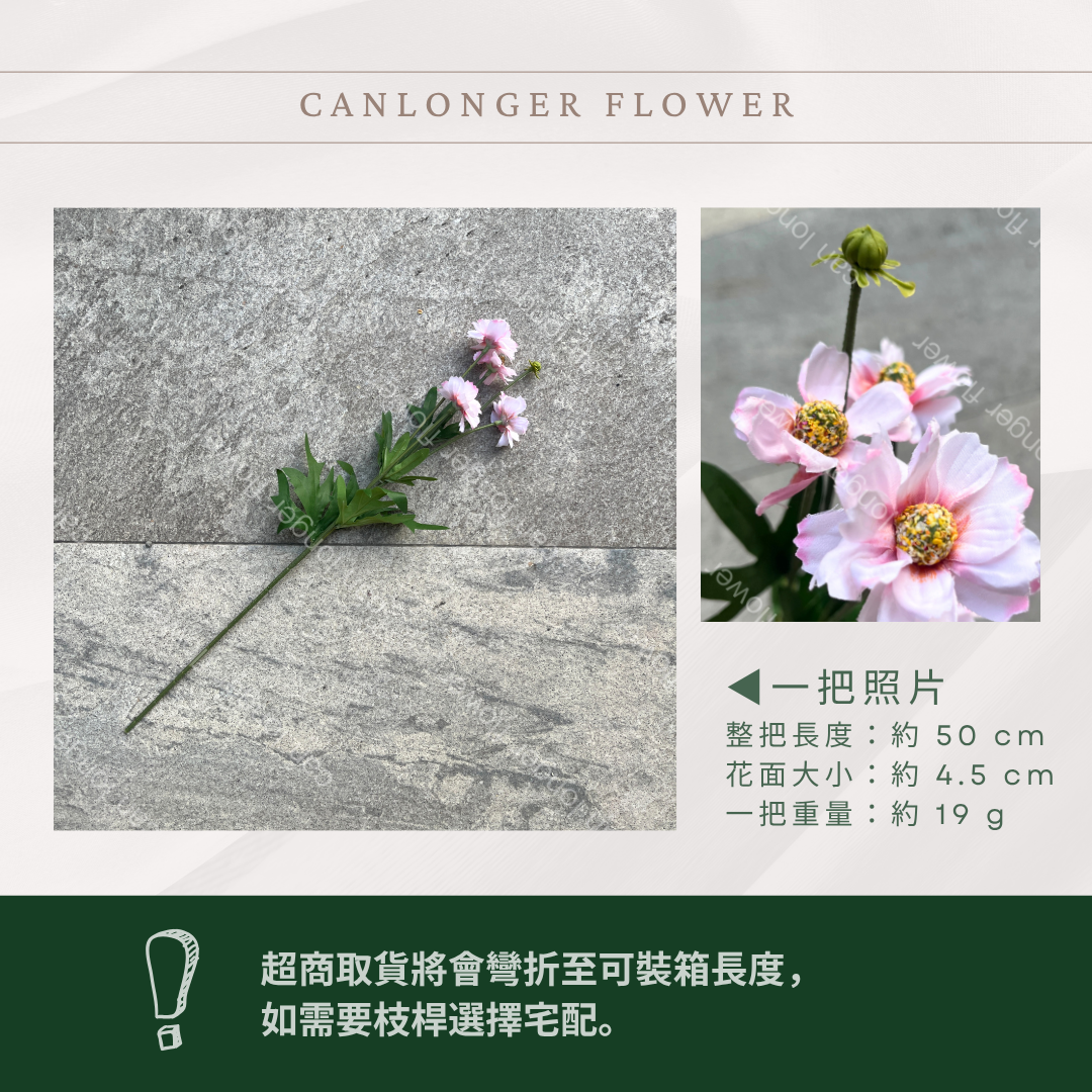 AF063 仿真英式小雛菊（4頭）